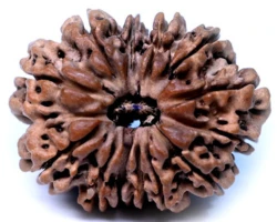 13 Mukhi